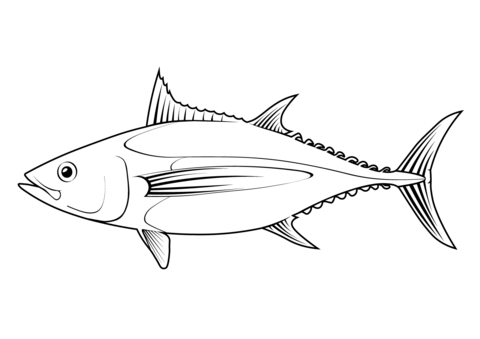 Atlantic Bonito (Sarda Sarda) Coloring Page